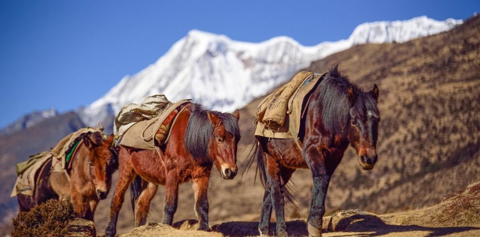 bhutan, mountain, horse, altitude, landscape, asia, travel, nature, scenic, destination, valley, tourism, bhutanese, scenery, outdoor, brown mountain, brown horse, bhutan, bhutan, bhutan, bhutan, bhutan