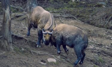 Takin, the national animal of bhutan