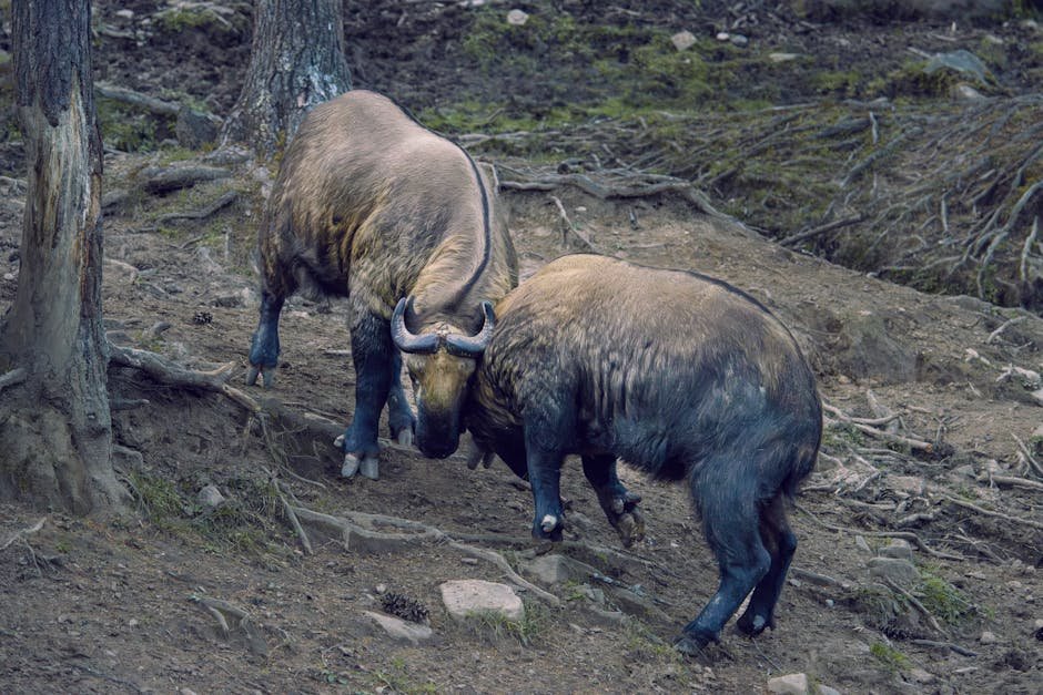 Takin, the national animal of bhutan